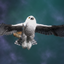 Snow Owl Broom logo