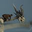 Bone Dragon Broom logo